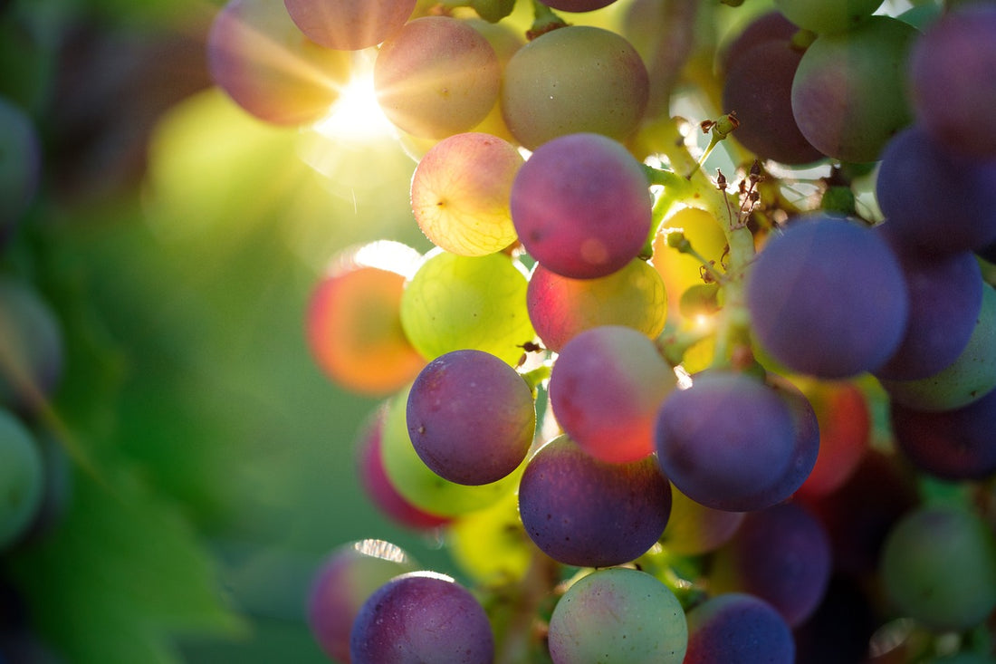 ¿Es Posible Obtener Vino Blanco de Uvas Negras? Descubre Este Fascinante Proceso